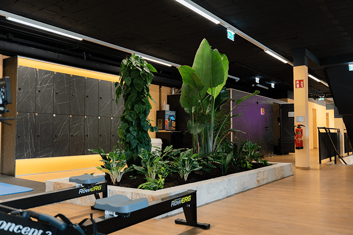 Club Amstetten Pflanzeninsel