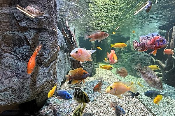 Salz- oder Süsswasseraquarium
